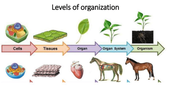 Tingkat Organisasi Kehidupan