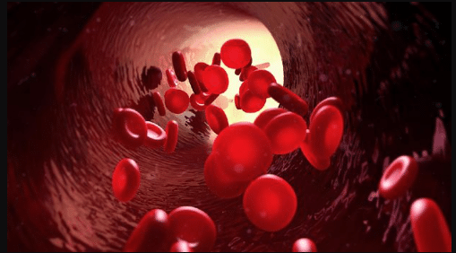 Jenis-Jenis Sistem Peredaran Darah pada Manusia