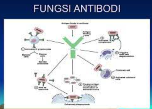 Fungsi Antibodi
