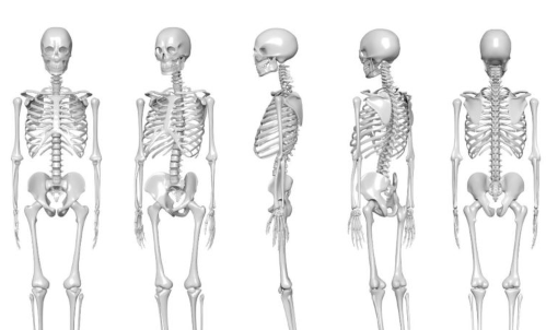 Anatomi Tulang