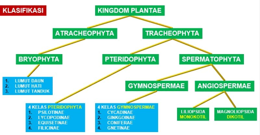 Klasifikasi Kingdom Plantae