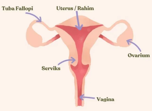 Fungsi Ovum dalam Proses Reproduksi