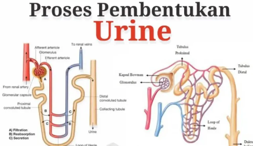 Proses Pembetukan Urine