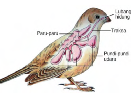 Proses Pernafasan pada Burung