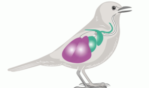 Sistem Pernafasan Pada Burung